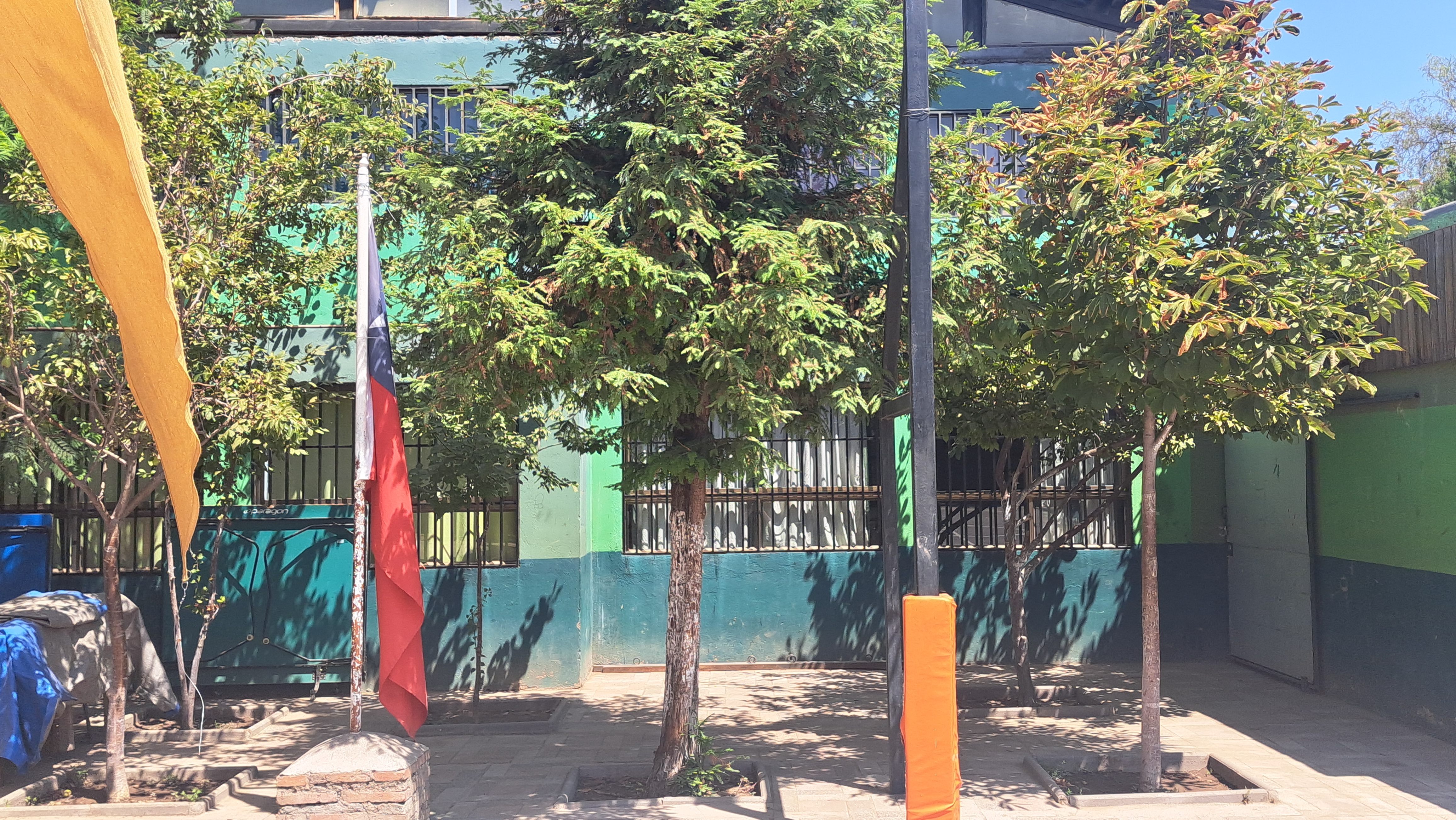 Árbol Redwood — símbolo del colegio